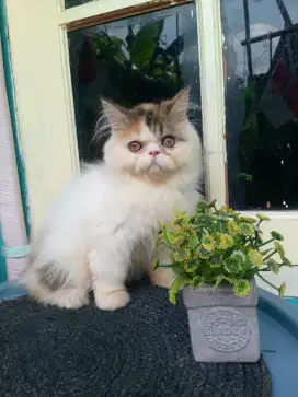 Lepas adopsi kitten flatnose betina