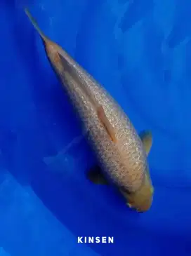 Koi Karashi Gindrin Jumbo KKF 50cm MALE Punuk Extreme Badak Air HQ