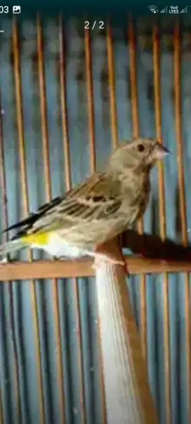 Blackthroat betina siapan