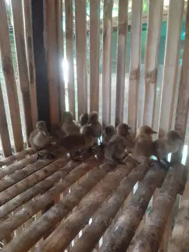 Anak bebek lokal jantan