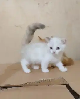 Kucing Munchkin Gaelic cebol murah betina