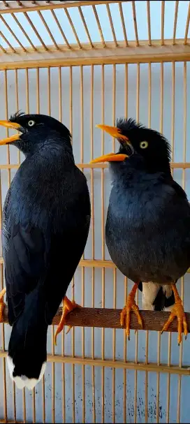 BURUNG JALAK KEBO GACOR NGETROK CEREWET SEPASANG