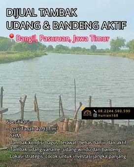 TAMBAK Udang Vaname Ikan Bandeng Aktif Bangil Pasuruan Jawa Timur