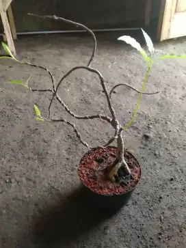 TANAMAN JENIS FICUS