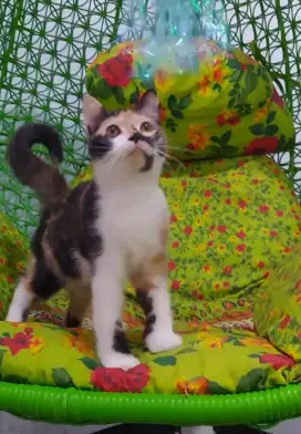 BSH Calico Betina Line Ped