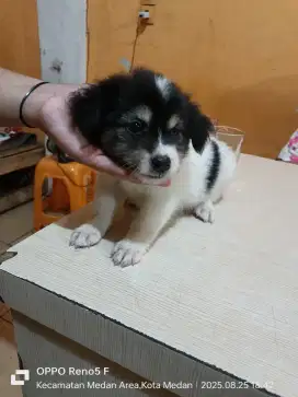Anakan kintamani mix Husky