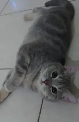 BSH Blue Tabby Betina Line Ped