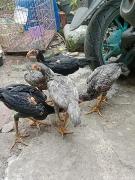 Ayam Bangkok turunan birma