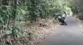 Dijual Kebun murah 1000 m2 Sagala herang Subang