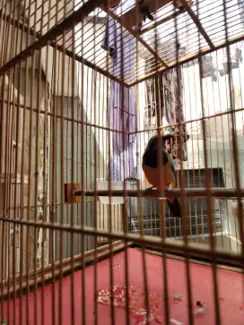 Cucak cungkok dorr