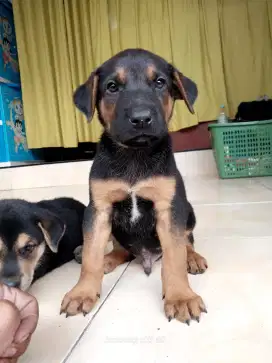 Anakan anjing ras mix