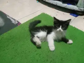 Kucing persia longhair