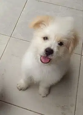 Adopsi Anjing putih