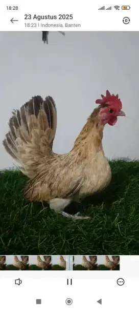 Ayam kate betina mini