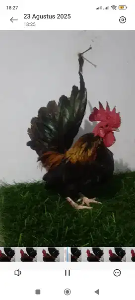 Ayam kate jantan