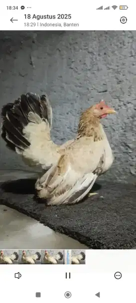 Ayam kate betina dewasa