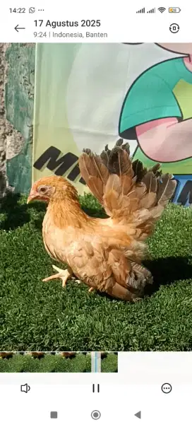 Ayam kate betina anakan
