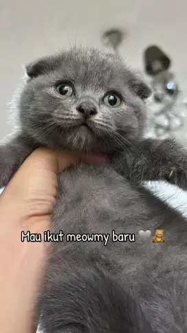 Kucing kitten scottish fold blue triple fold fortune kitty cat