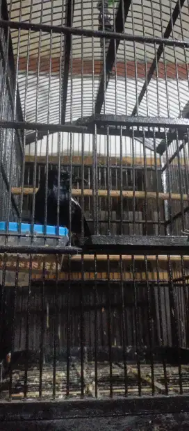 jual kacer kalimantan rawatan minus kuku nya copot 1