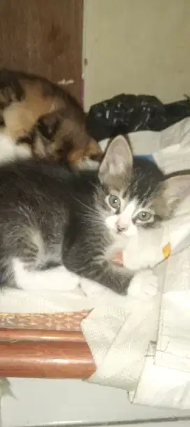 jual dan adopsi kucing lucu