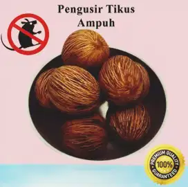 Buah simpalak pengusir tikus ampuh!..