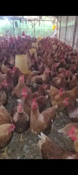 Isa Brown Ayam petelur