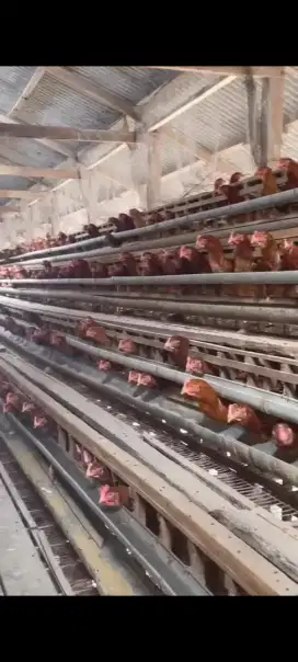 Ayam isa brown petelur