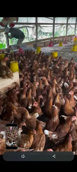 Ayam ternak ayam