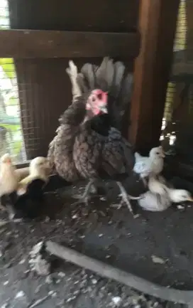 Ayam serama betina warna abu