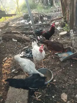 Jual Ayam kampung