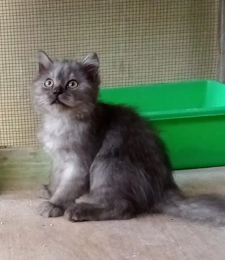Di jual kucing Persia bigbon