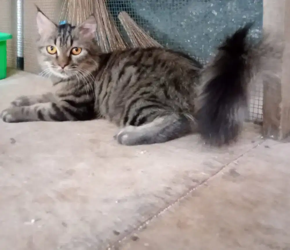 Kucing Persia mix mcoon