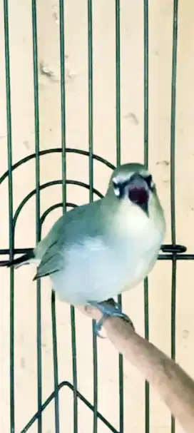 BURUNG KESSAYANGAN GACOR BUKPAR NGALAS DOBEUL ISIAN