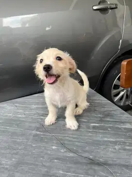 Anakan Pom mix Betina