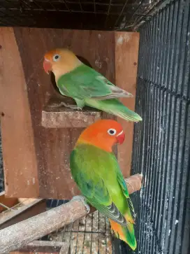 Lovebird Proses Penjodohan boleh dipetal