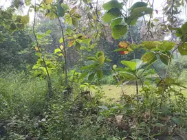 Dijual Tanah di Nol Jalan Raya Prunggahan Kulon Tuban