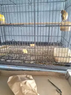 Kenari paut 1 sarang, sepasang sehat