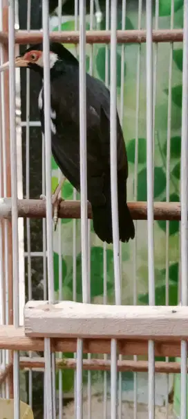 Jalak suren Pastol bandung timur