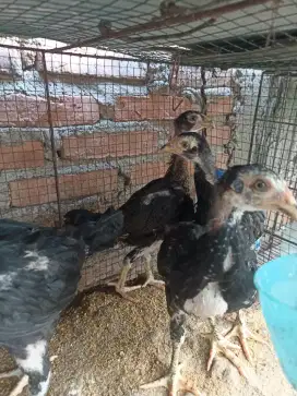 Ayam Bangkok 3 ekor anakan