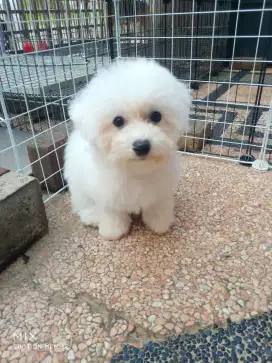 Jual Anakan Bichon frise