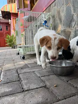Puppy Male For Sale