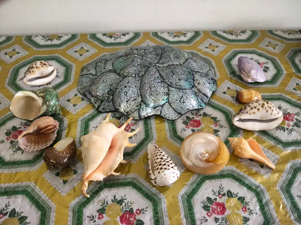 Borongan Kerang Hias 11 pcs dan Piring bentuk Cangkang Kura-Kura