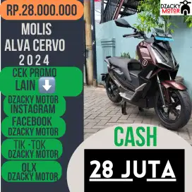 MOLIS ALVA CERVO 2024 SECOND BERKUALITAS
