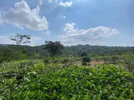 Dijual Murah Tanah 1,5 ha Kebun Manggis dan Teh di Bojong Purwakarta