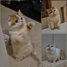 Kitten munchkin & persia surabaya