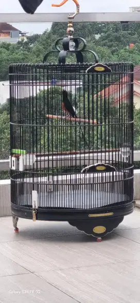 Murai kesayangan kalah dengan kebutuhan