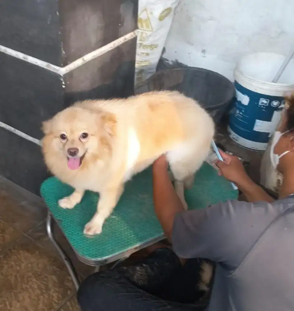 Dijual murah Anjing Pom lucu cantik