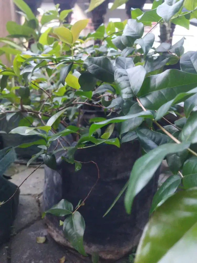 Pohon Dewandaru