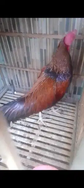 Ayam bekisar suara irama prospect
