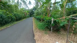 Jual kebun manggis dan durian contour flat datar di buleleng bali.